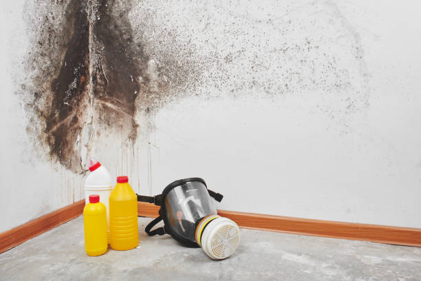 Best Attic Mold Removal  in Menifee, CA
