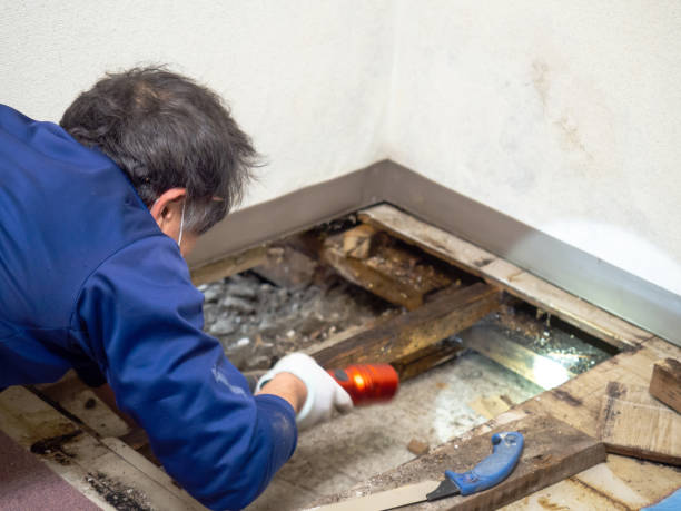 Best Best Mold Removal Companies  in Menifee, CA