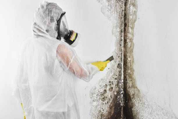 Best Mold Removal and Inspection  in Menifee, CA