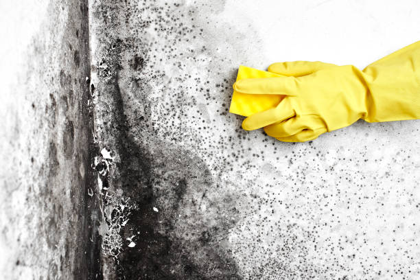 Best Professional Mold Removal  in Menifee, CA