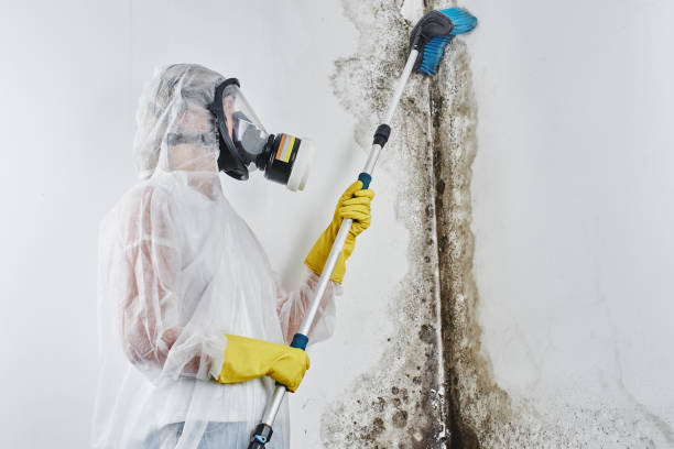 Best Residential Mold Removal  in Menifee, CA