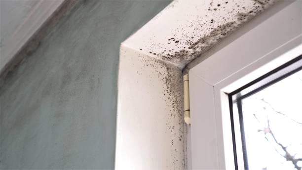 Best Mold Testing  in Menifee, CA