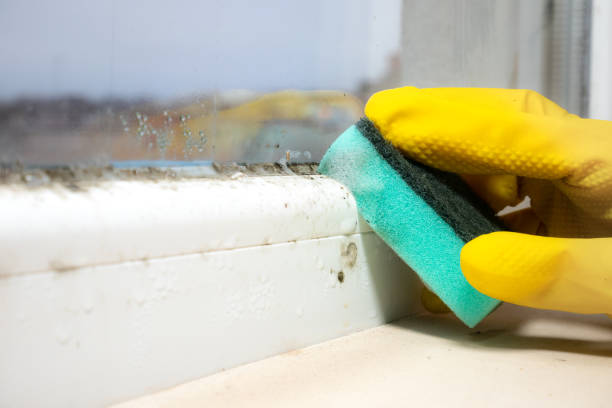 Mold Removal Process in Menifee, CA