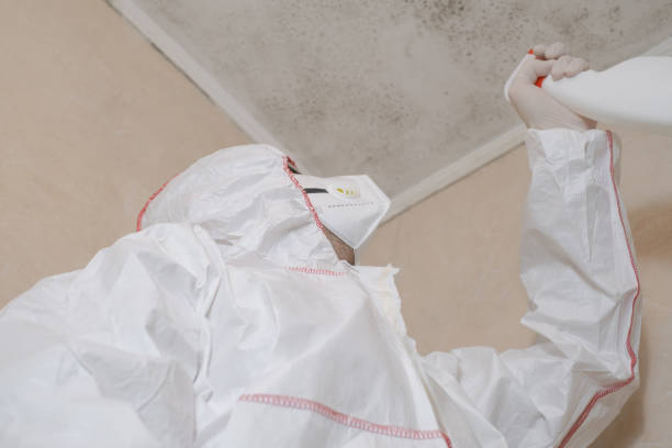 Best Black Mold Removal  in Menifee, CA