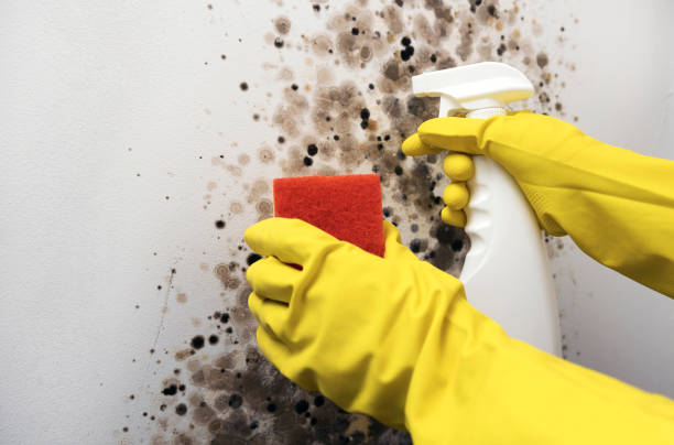 Best Mold Damage Repair  in Menifee, CA