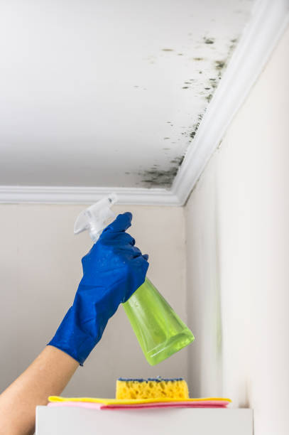 Best Commercial Mold Removal  in Menifee, CA