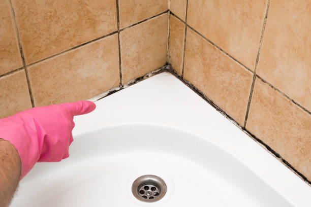 Best Fast Mold Removal  in Menifee, CA